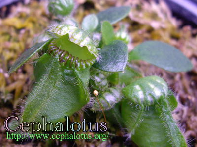 セファロタス navi 食虫植物 セファロタスの品種と栽培